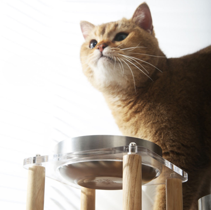 304 Stainless Steel Pet Food Bowl With Acrylic &amp; Wood Stand