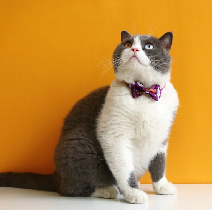 Halloween Bow Tie Cat &amp; Dog Collar – Pumpkin Print with Bell (Adjustable Breakaway Design)