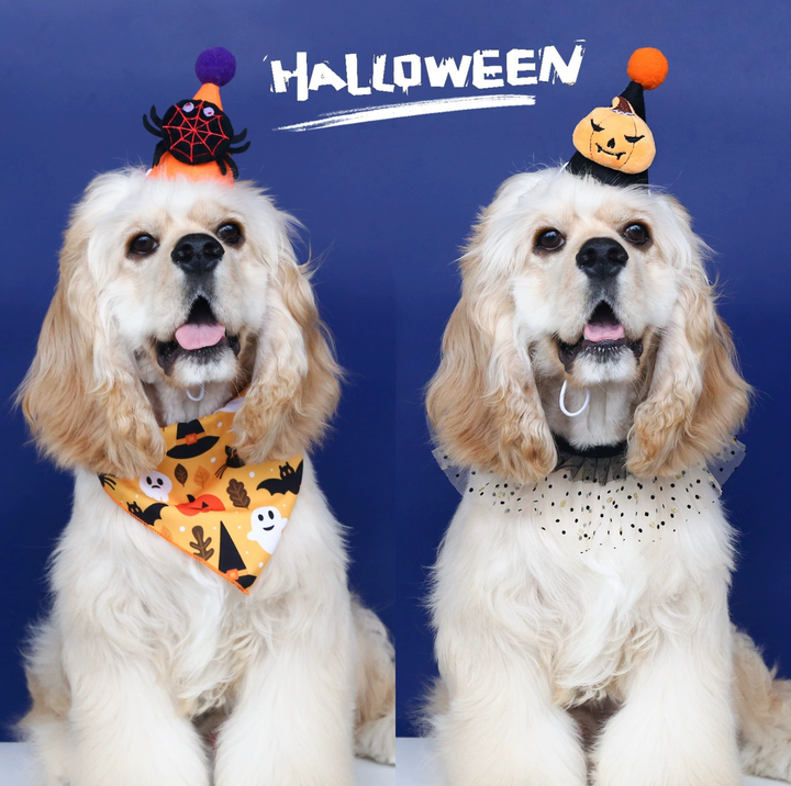 Halloween Pumpkin &amp; Spider Hat for Cats and Dogs