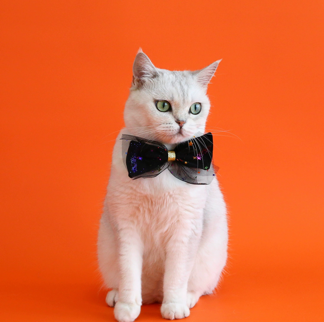 Halloween Witch Hat &amp; Velvet Bow Tie Set for Cats and Small Dogs