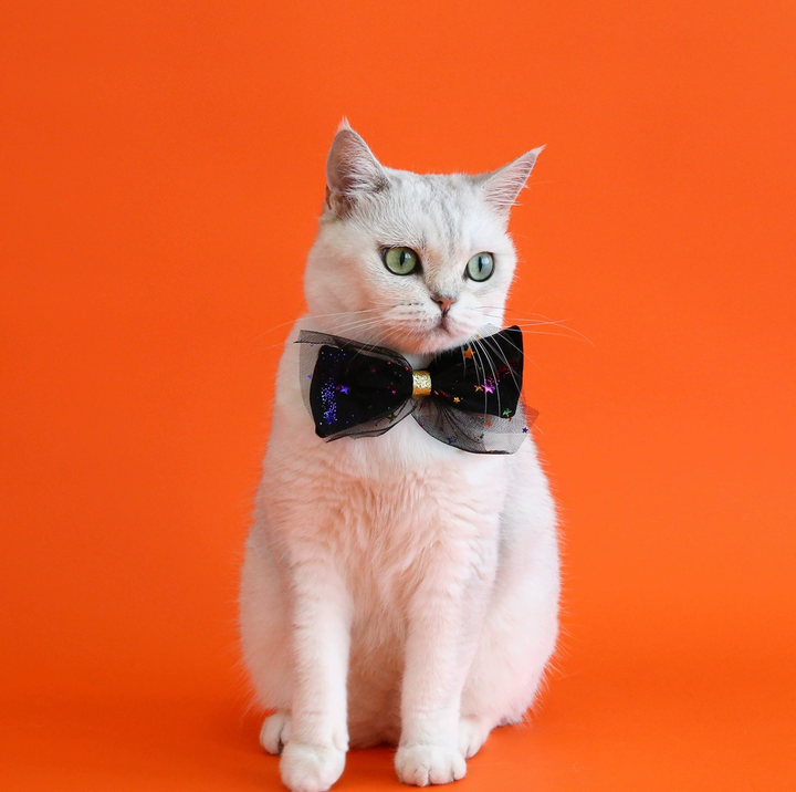 Halloween Witch Hat &amp; Velvet Bow Tie Set for Cats and Small Dogs