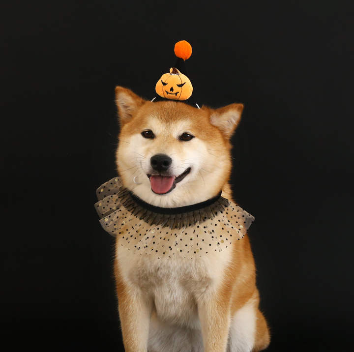 Halloween Pumpkin &amp; Spider Hat for Cats and Dogs