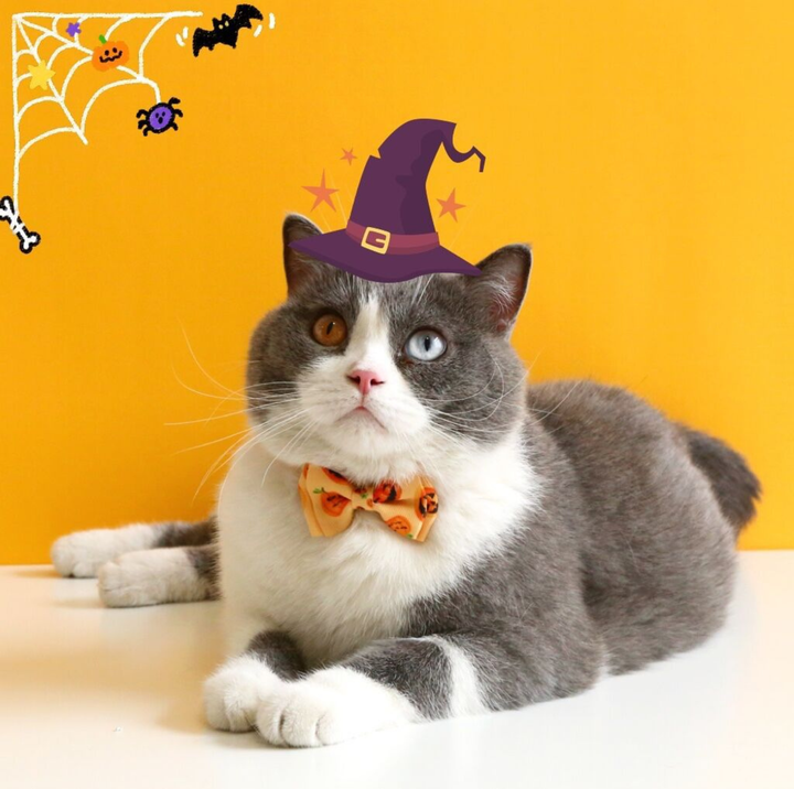 Halloween Bow Tie Cat &amp; Dog Collar – Pumpkin Print with Bell (Adjustable Breakaway Design)