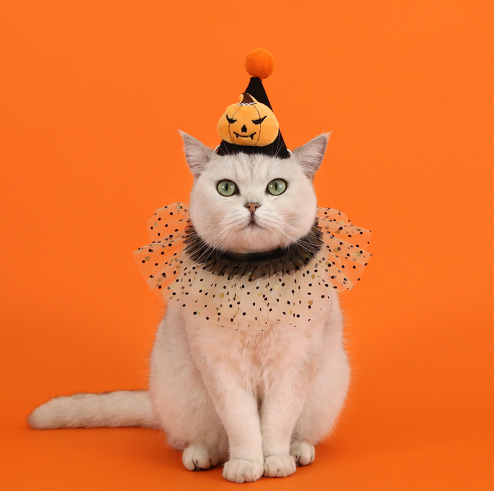 Halloween Pumpkin &amp; Spider Hat for Cats and Dogs
