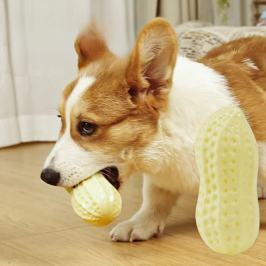 Durable squeaky peanut chew toy for dogs
