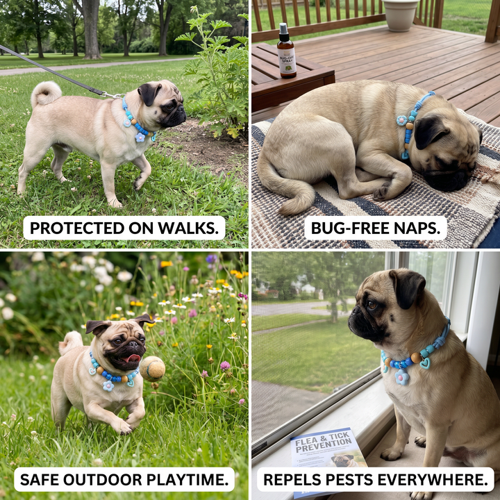 Cute Collar with Insect Repellent for Dogs