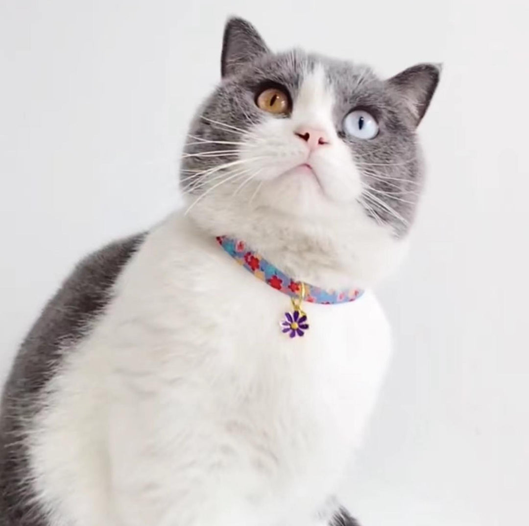 Colourful Daisy Adjustable Pet Collar for Cats and Small Dogs