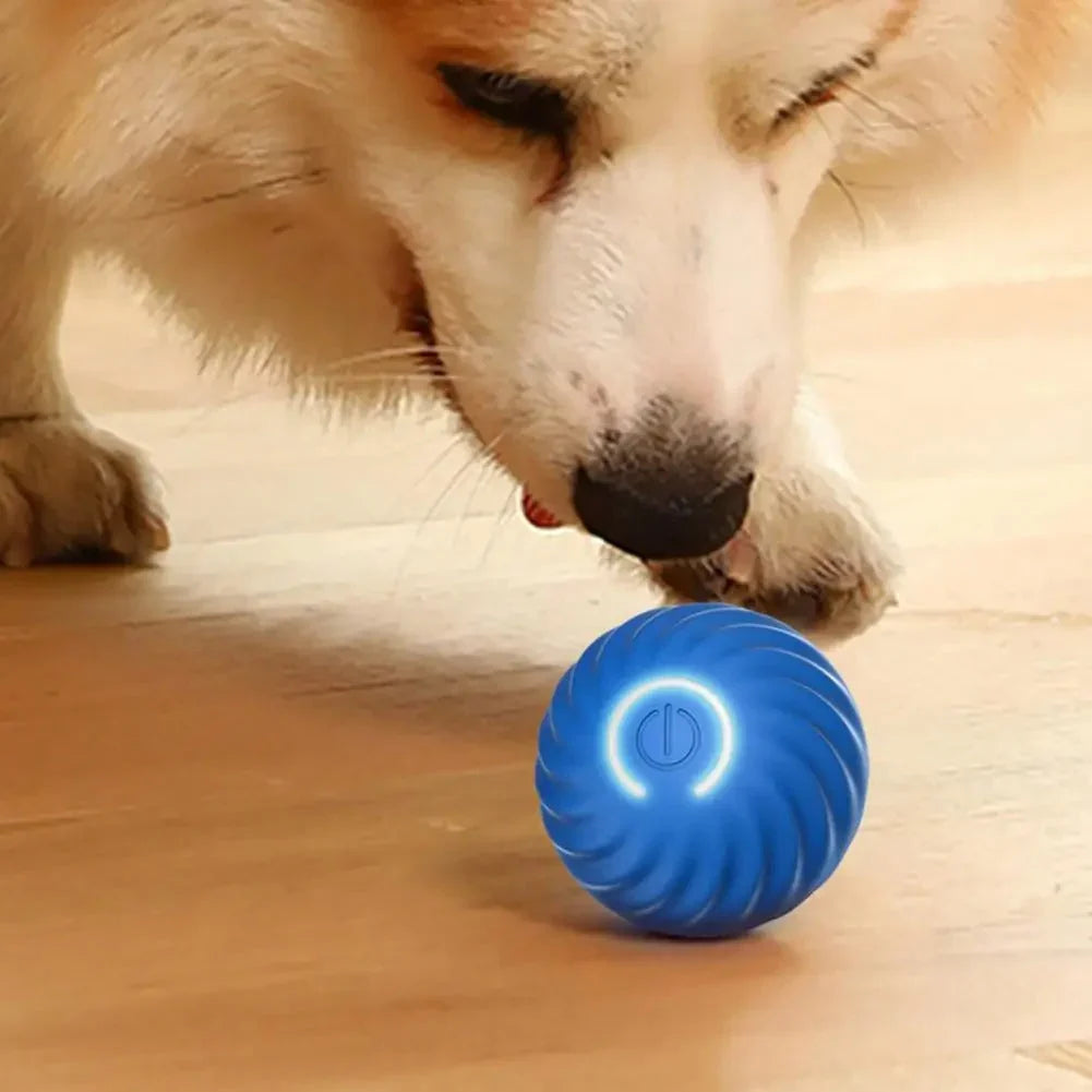 Automatic Interactive Dog Toy – RolliPlay
