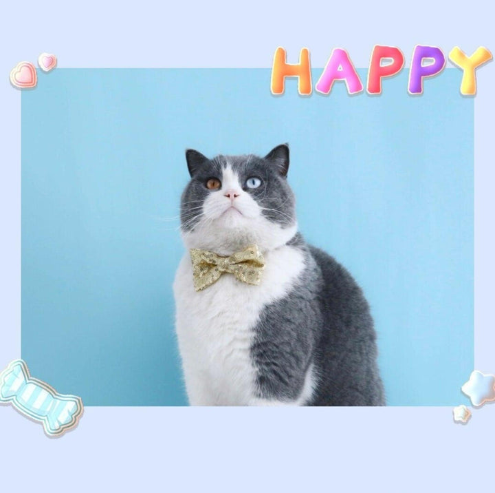 Glitter Birthday Accessory Set for Pets - Hat &amp; Collar