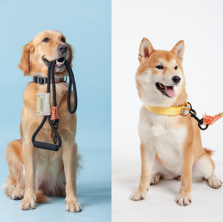 Touchdog Macaroon Colour Scheme Pet Leash Set (Leash + Collar)